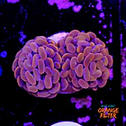 Euphyllia baliensis pink  1