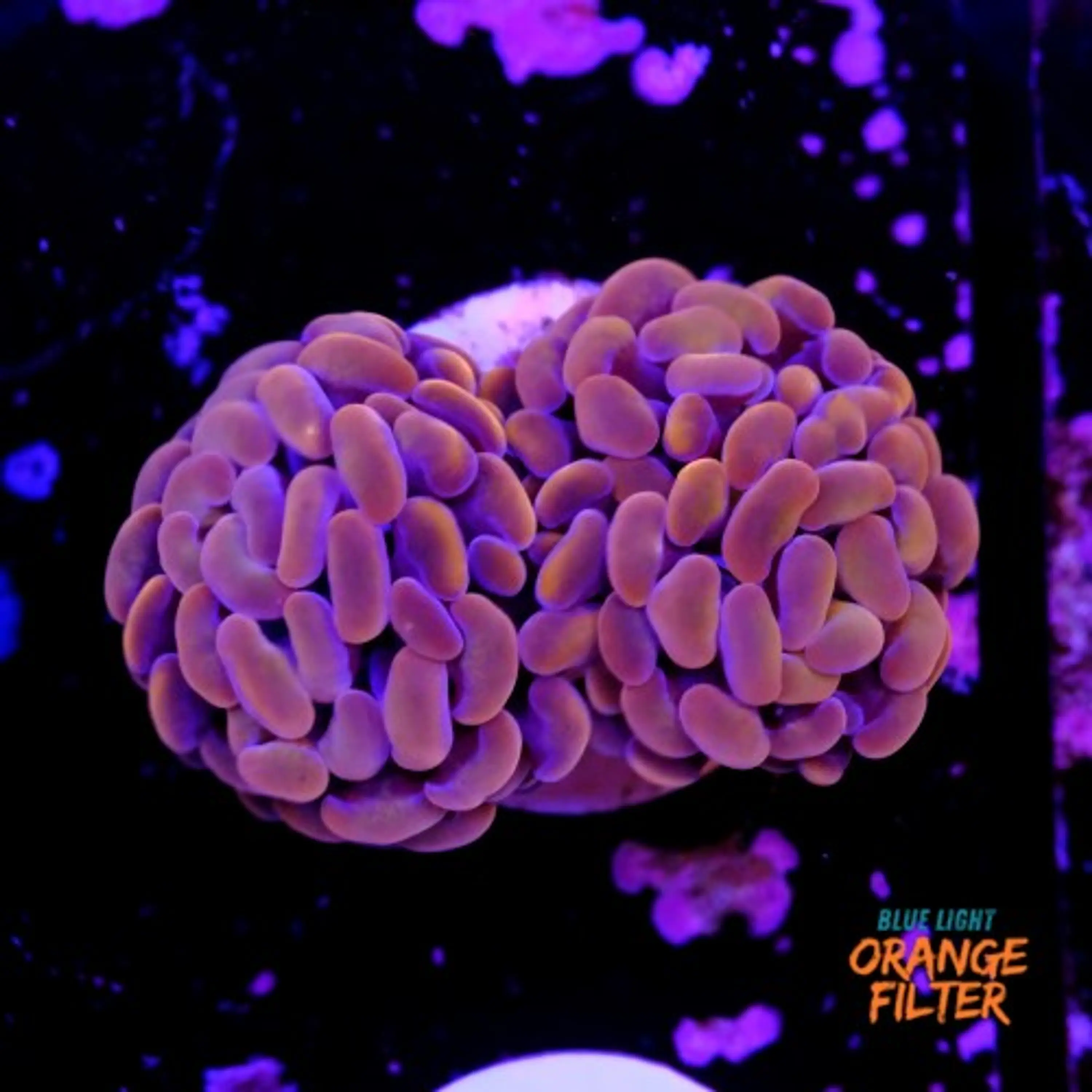 Euphyllia baliensis pink 