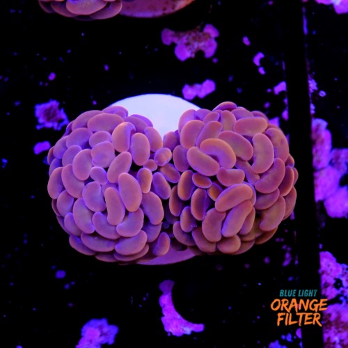 Euphyllia baliensis pink  1