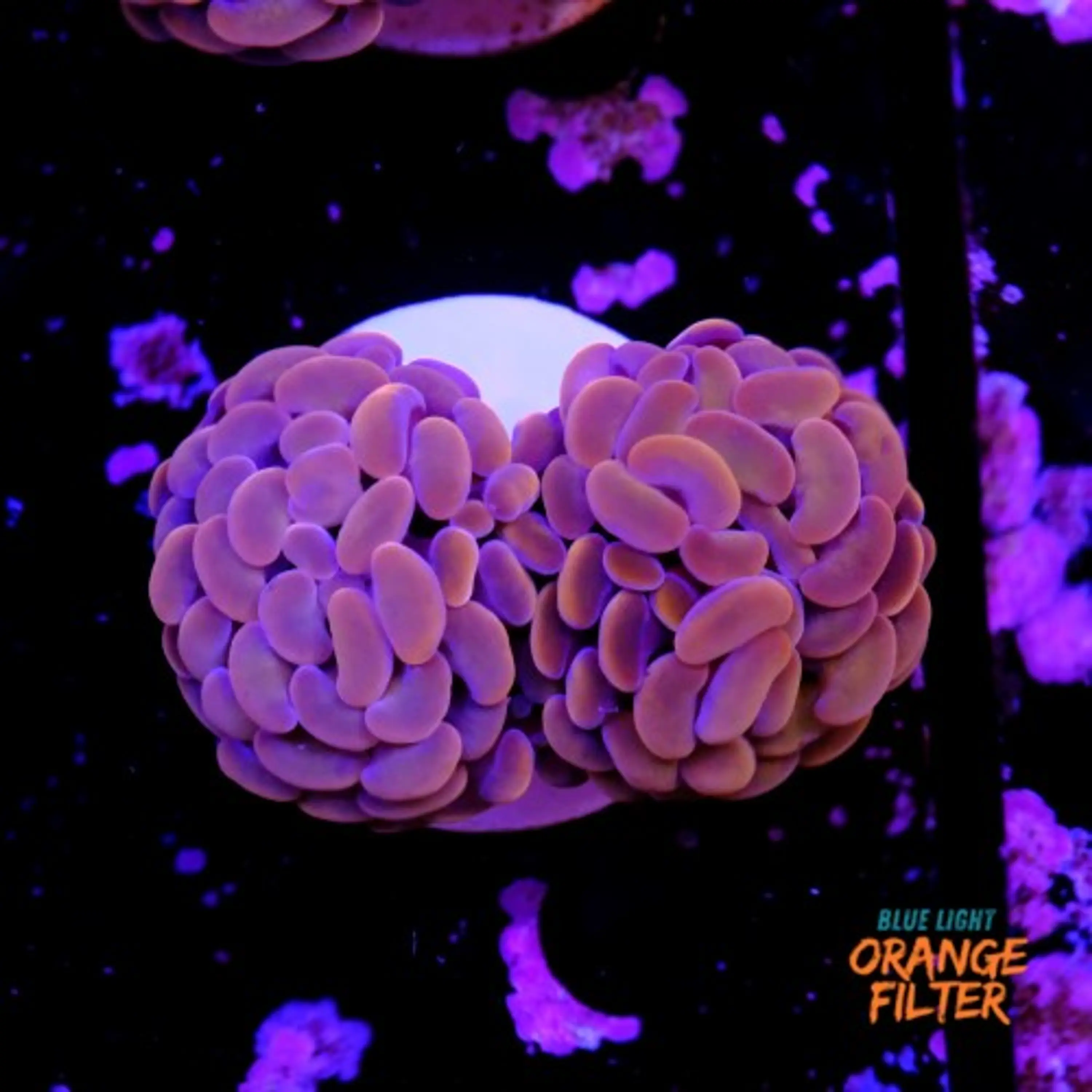 Euphyllia baliensis pink 