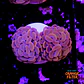 Euphyllia baliensis pink  - Thumbnail 1