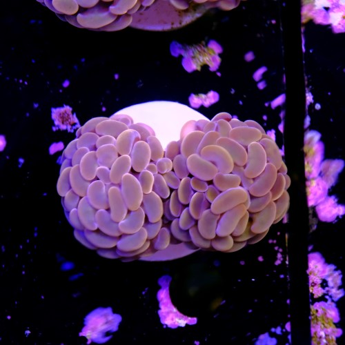 Euphyllia baliensis pink  2