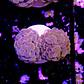 Euphyllia baliensis pink  - Thumbnail 2