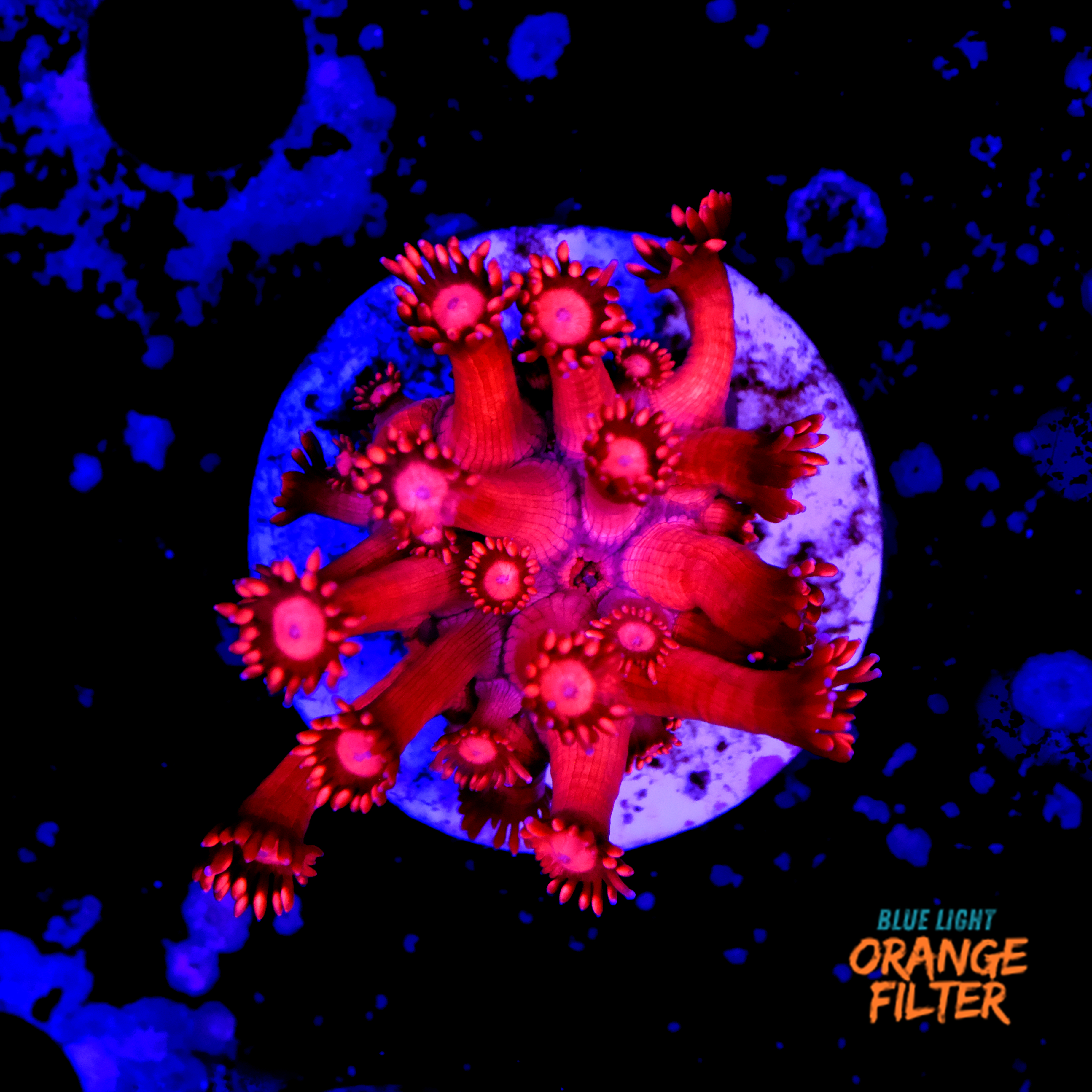 Goniopora super red 1