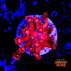 Goniopora super red 1