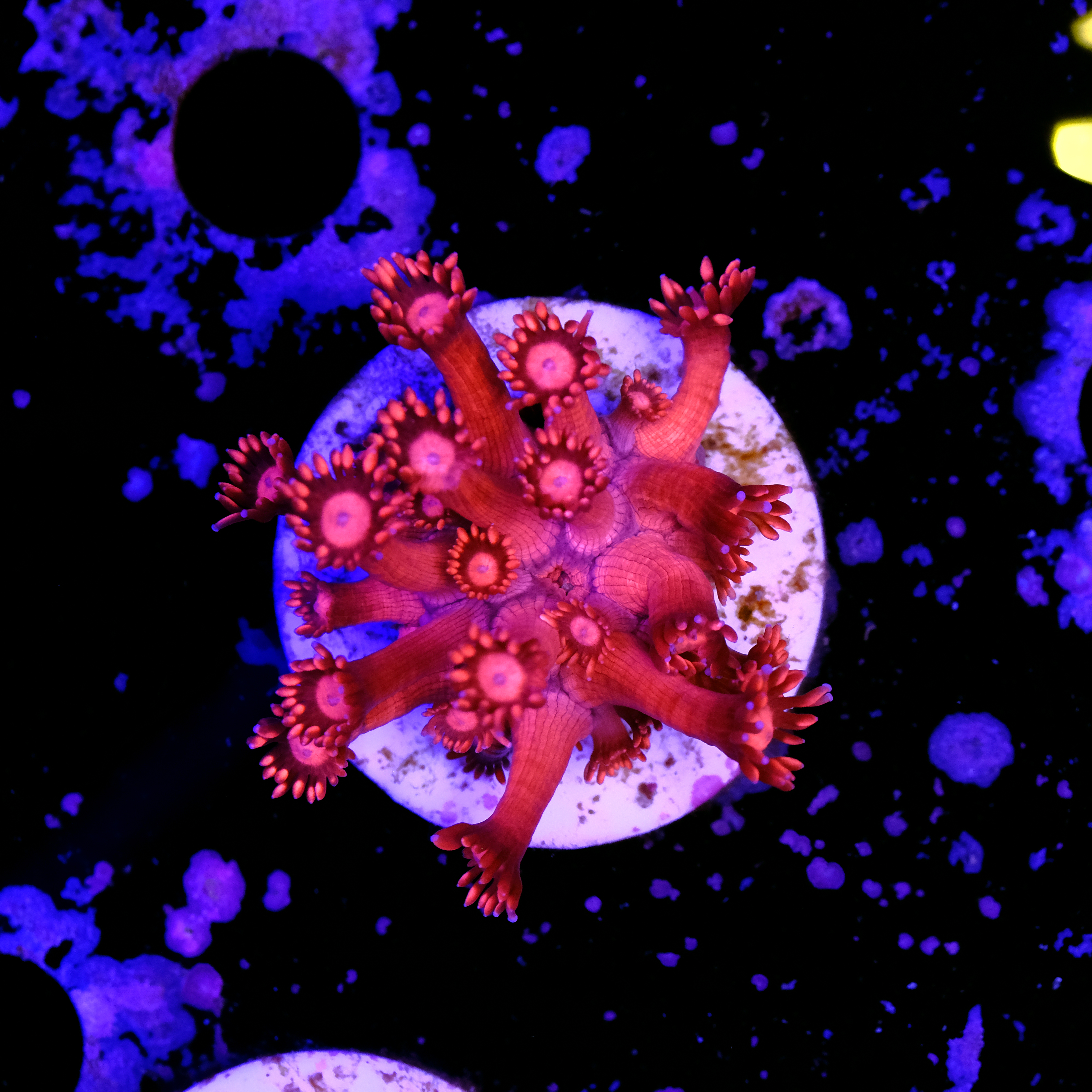 Goniopora super red 2