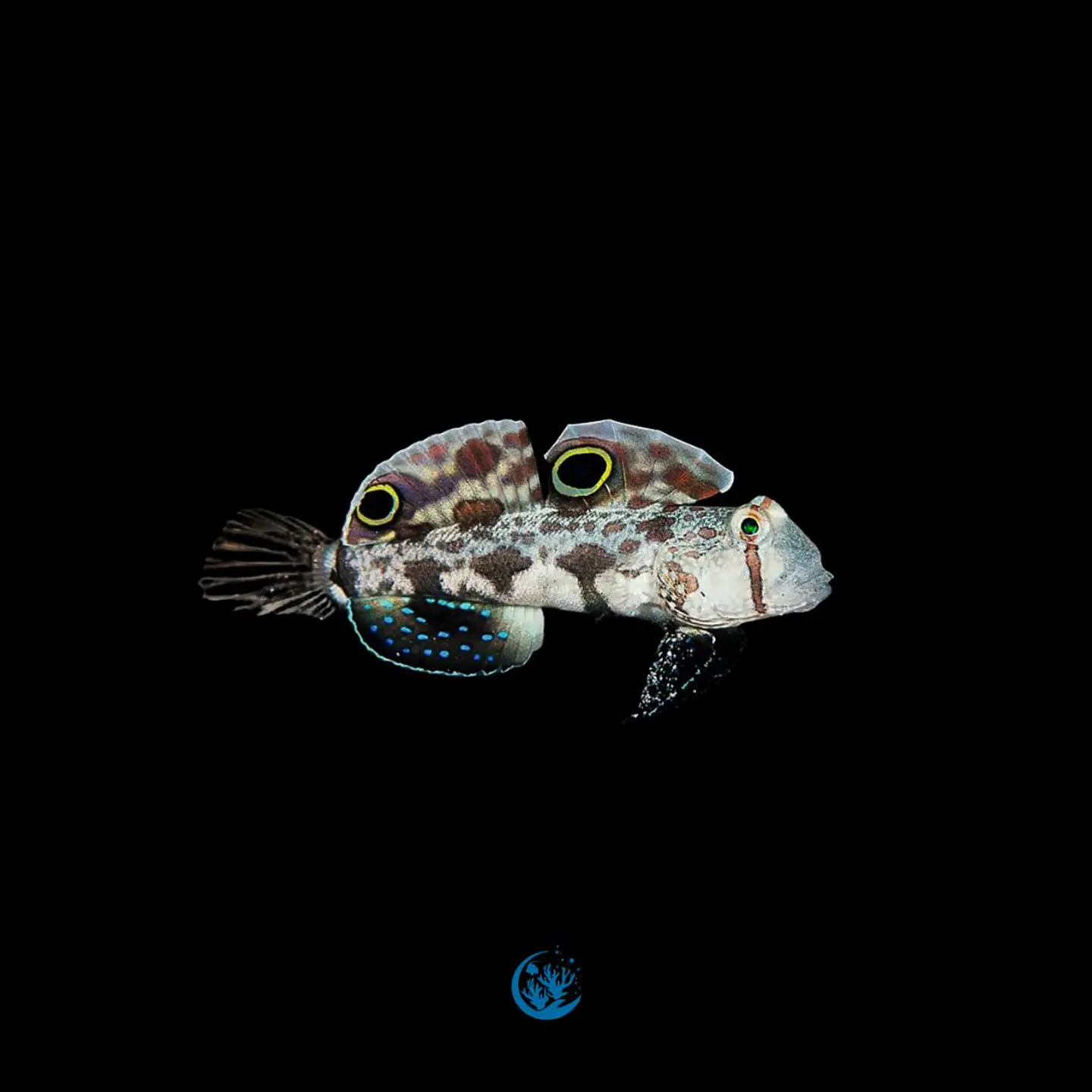 Signigobius Biocelatus 1
