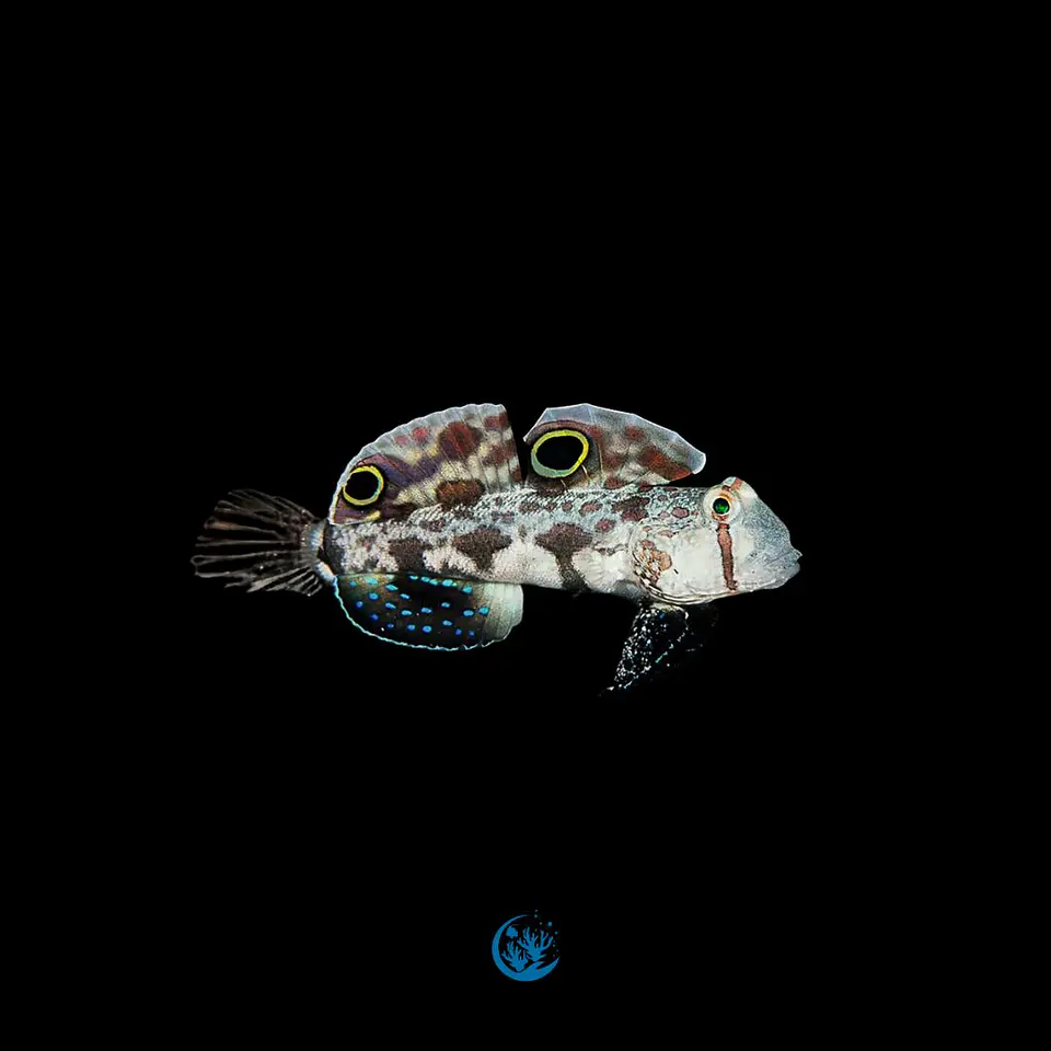 Signigobius Biocelatus 1