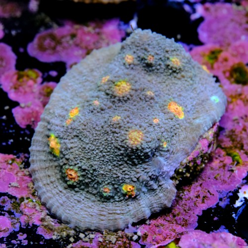 Chalice miami hurrycane 2