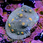 Chalice miami hurrycane 2