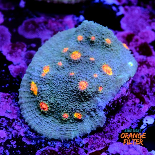 Chalice miami hurrycane 1