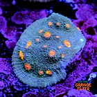 Chalice miami hurrycane 1