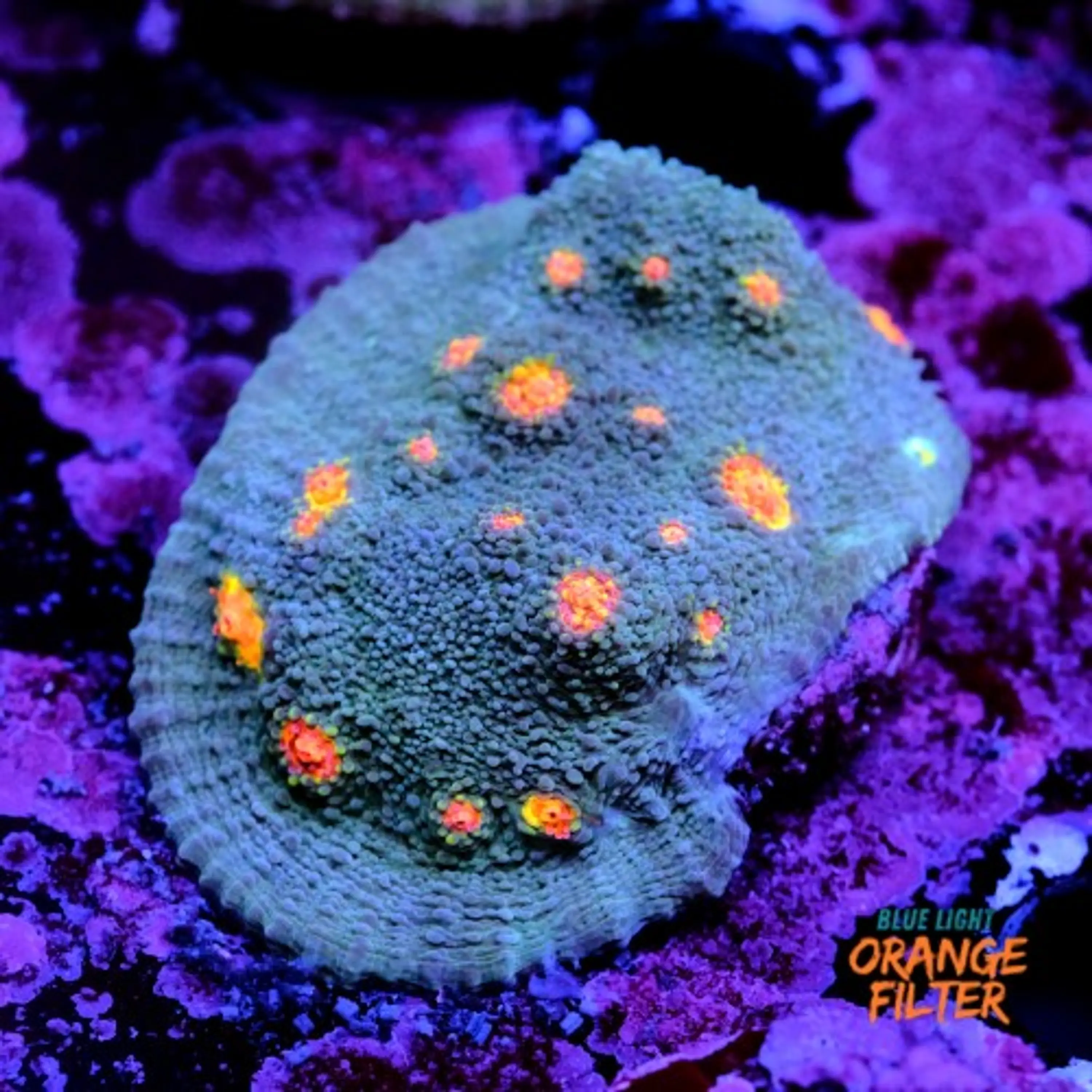 Chalice miami hurrycane