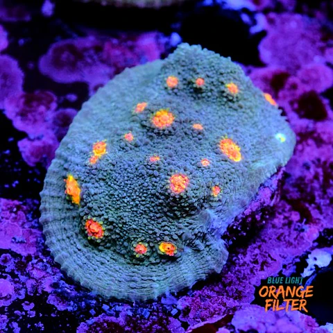 Chalice miami hurrycane