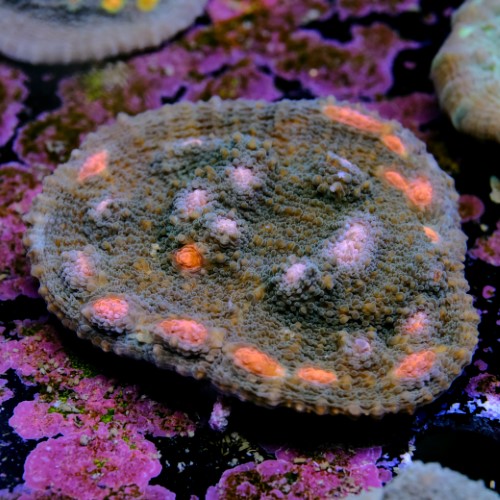 Chalice miami hurrycane 2