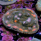 Chalice miami hurrycane 2