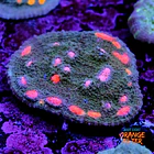 Chalice miami hurrycane 1