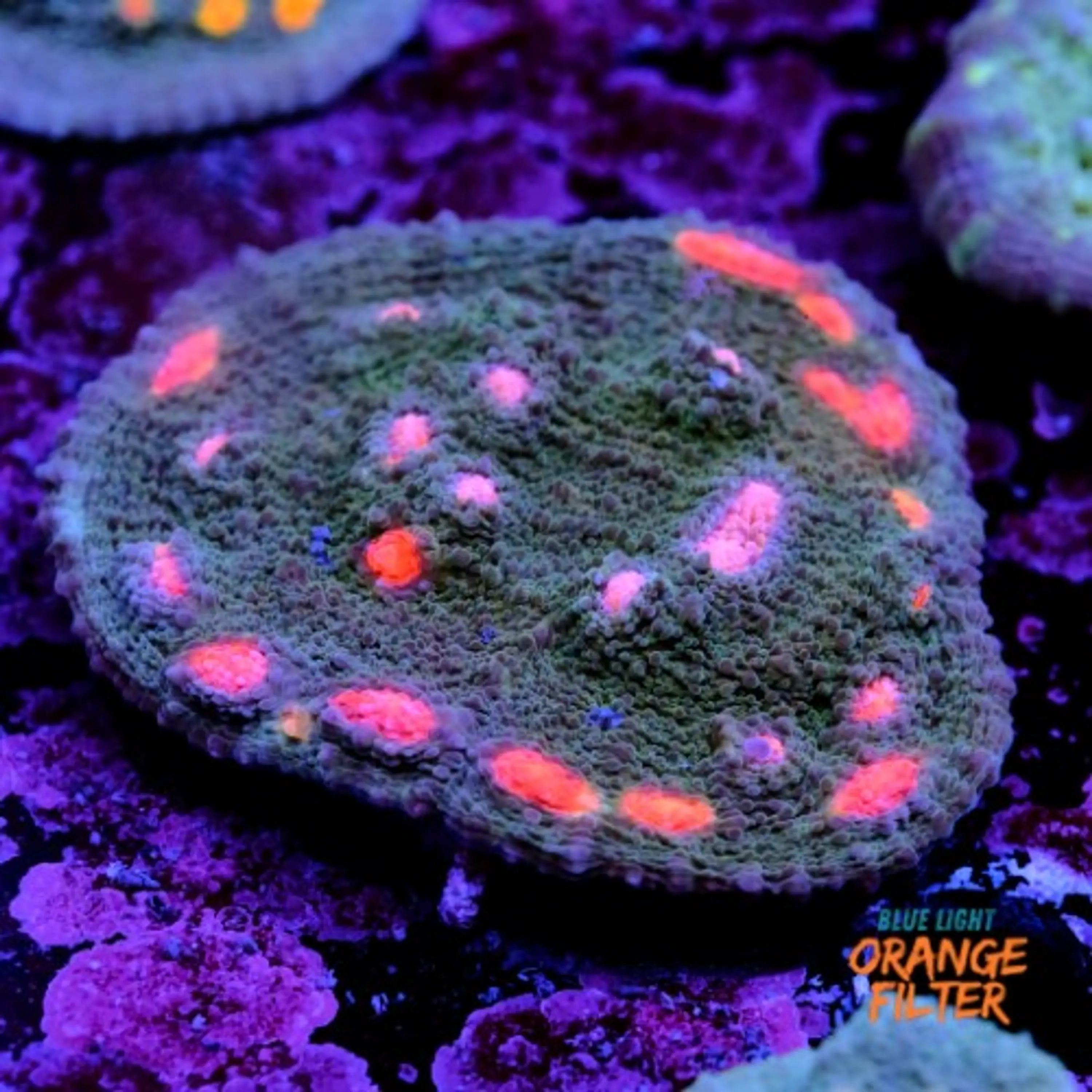 Chalice miami hurrycane