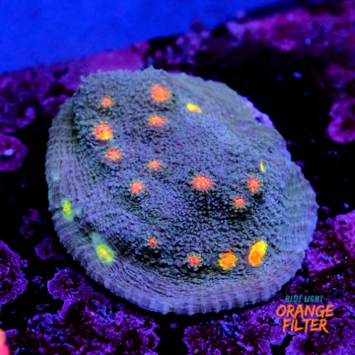 Chalice miami hurrycane 1