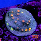 Chalice miami hurrycane - Thumbnail 1
