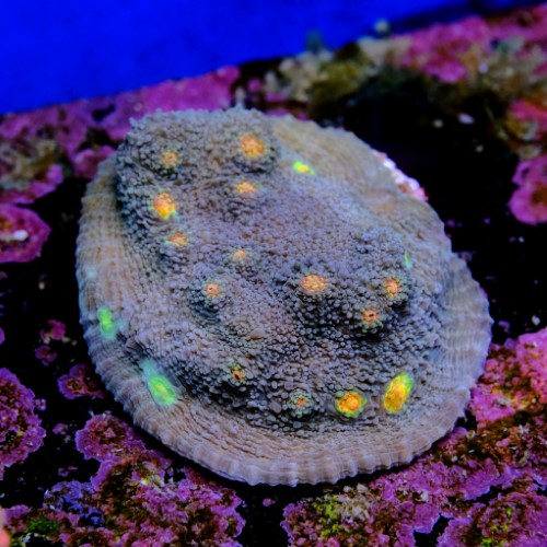 Chalice miami hurrycane 2