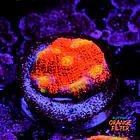 Chalice pink boobies  1