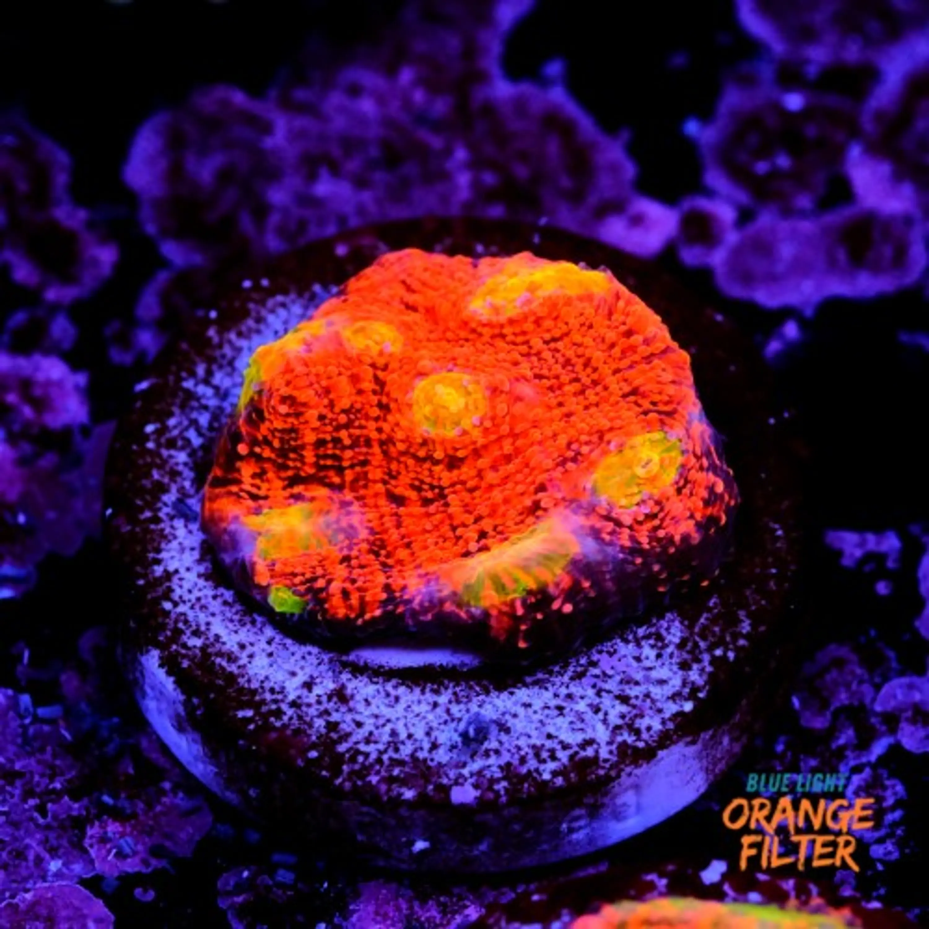 Chalice pink boobies 