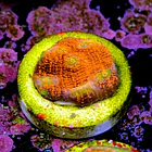 Chalice pink boobies  2