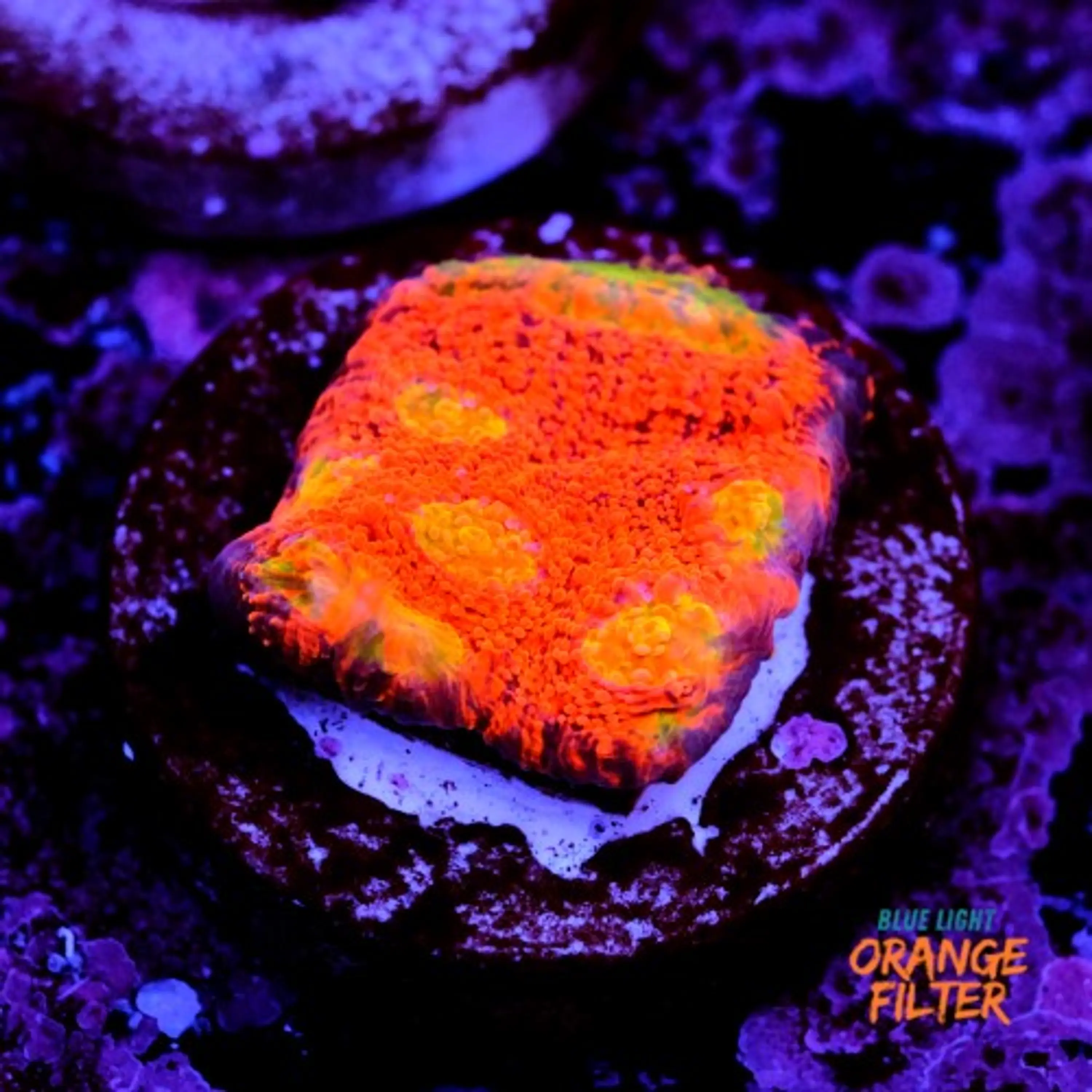 Chalice pink boobies 