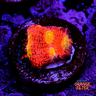 Chalice pink boobies  1