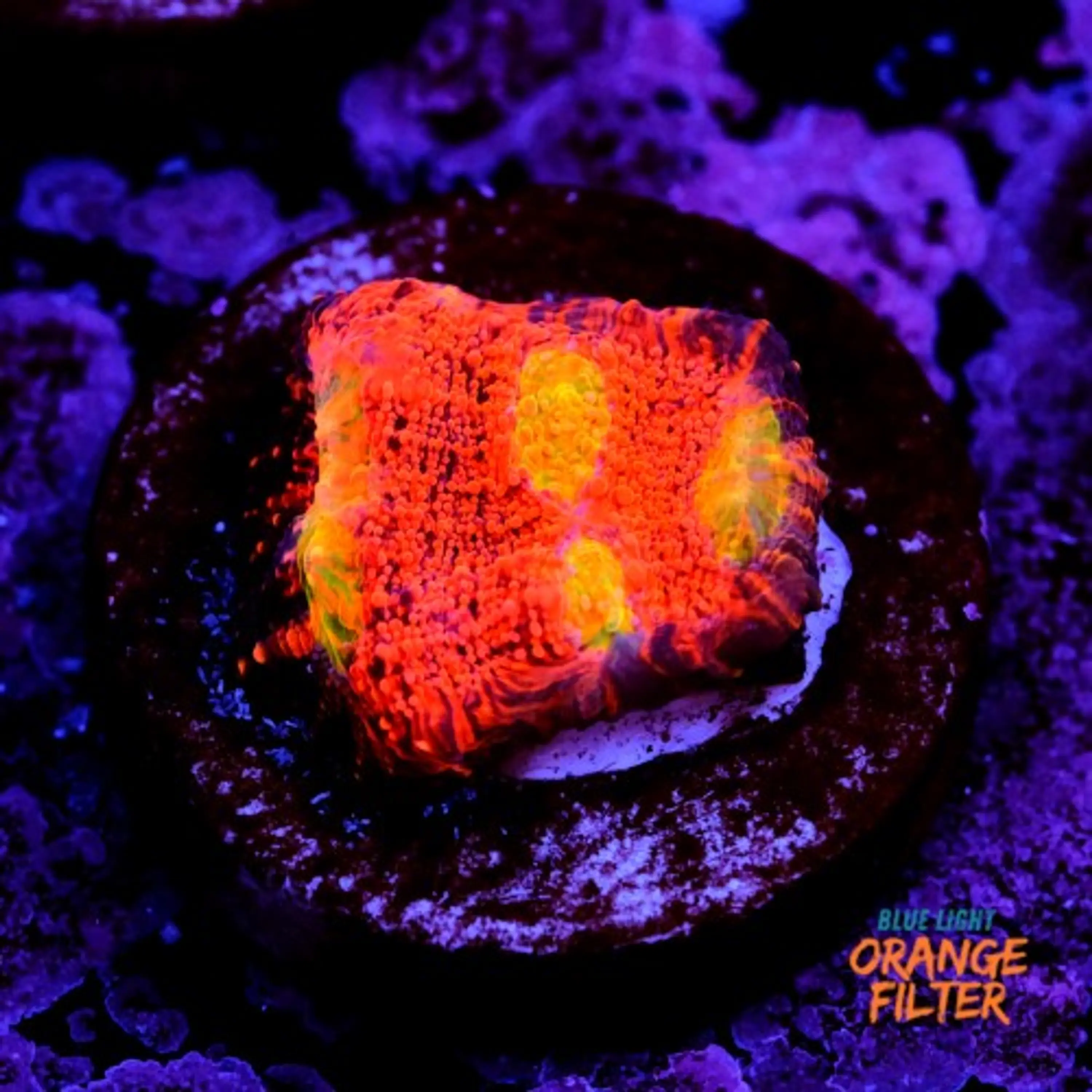 Chalice pink boobies 