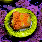 Chalice pink boobies  2