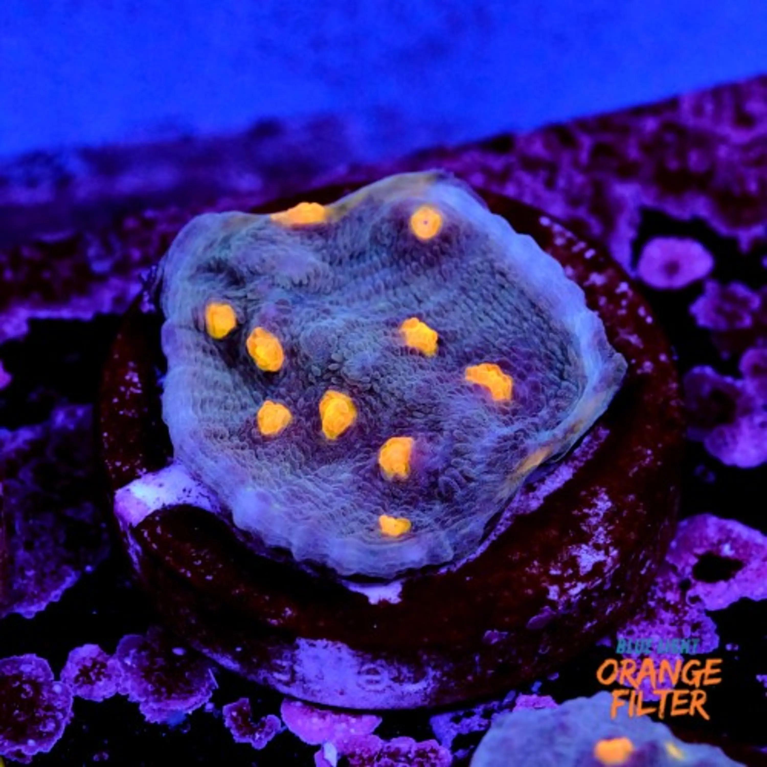 Chalice aussie orange eye