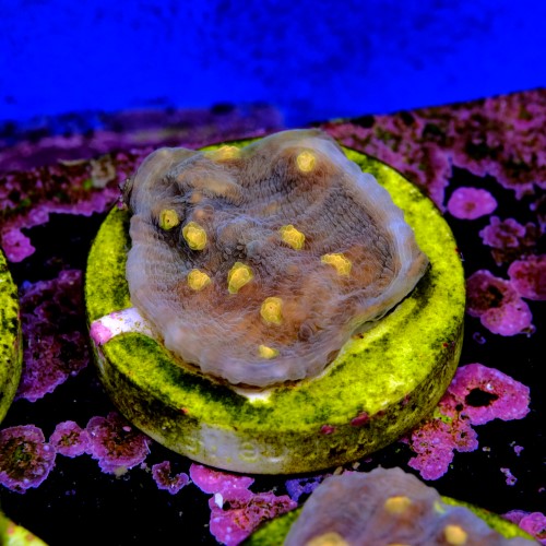 Chalice aussie orange eye 2