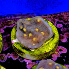 Chalice aussie orange eye 2