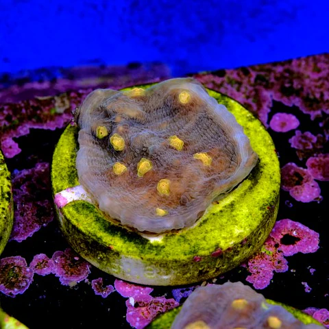 Chalice aussie orange eye