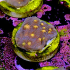 Chalice aussie orange eye 2