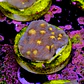 Chalice aussie orange eye - Thumbnail 2