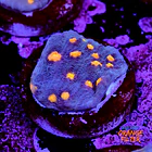 Chalice aussie orange eye 1