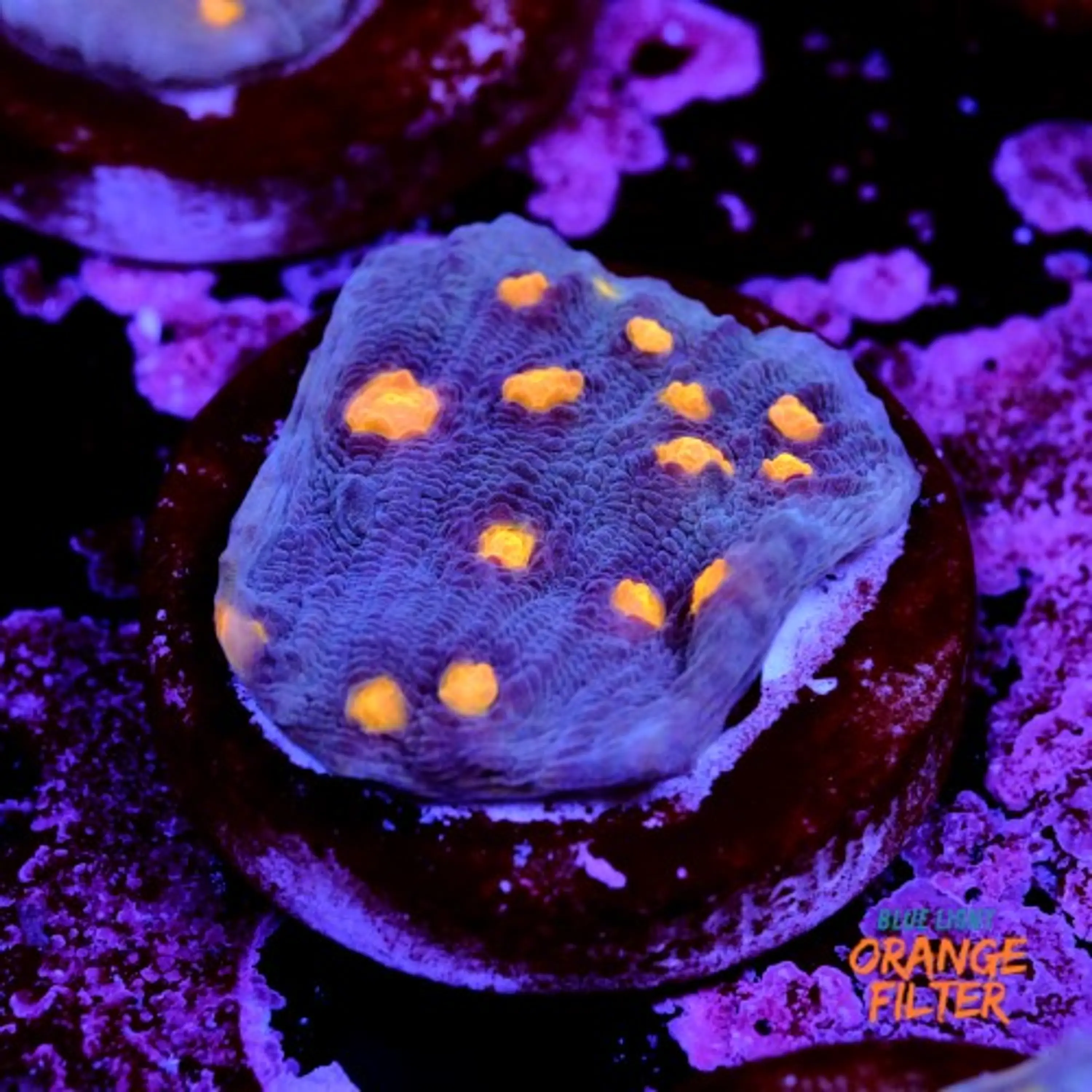 Chalice aussie orange eye