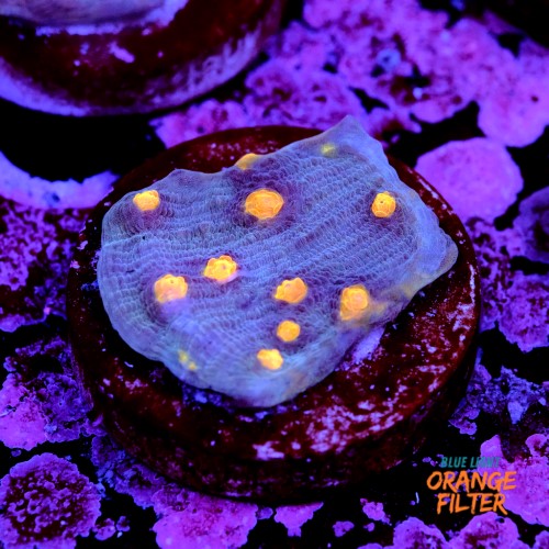 Chalice aussie orange eye 1