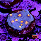 Chalice aussie orange eye 1