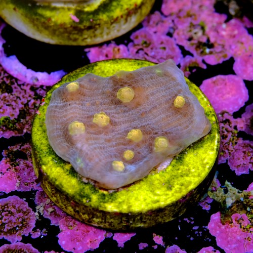 Chalice aussie orange eye 2