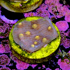 Chalice aussie orange eye 2