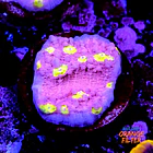 Chalice ora easter egg 1