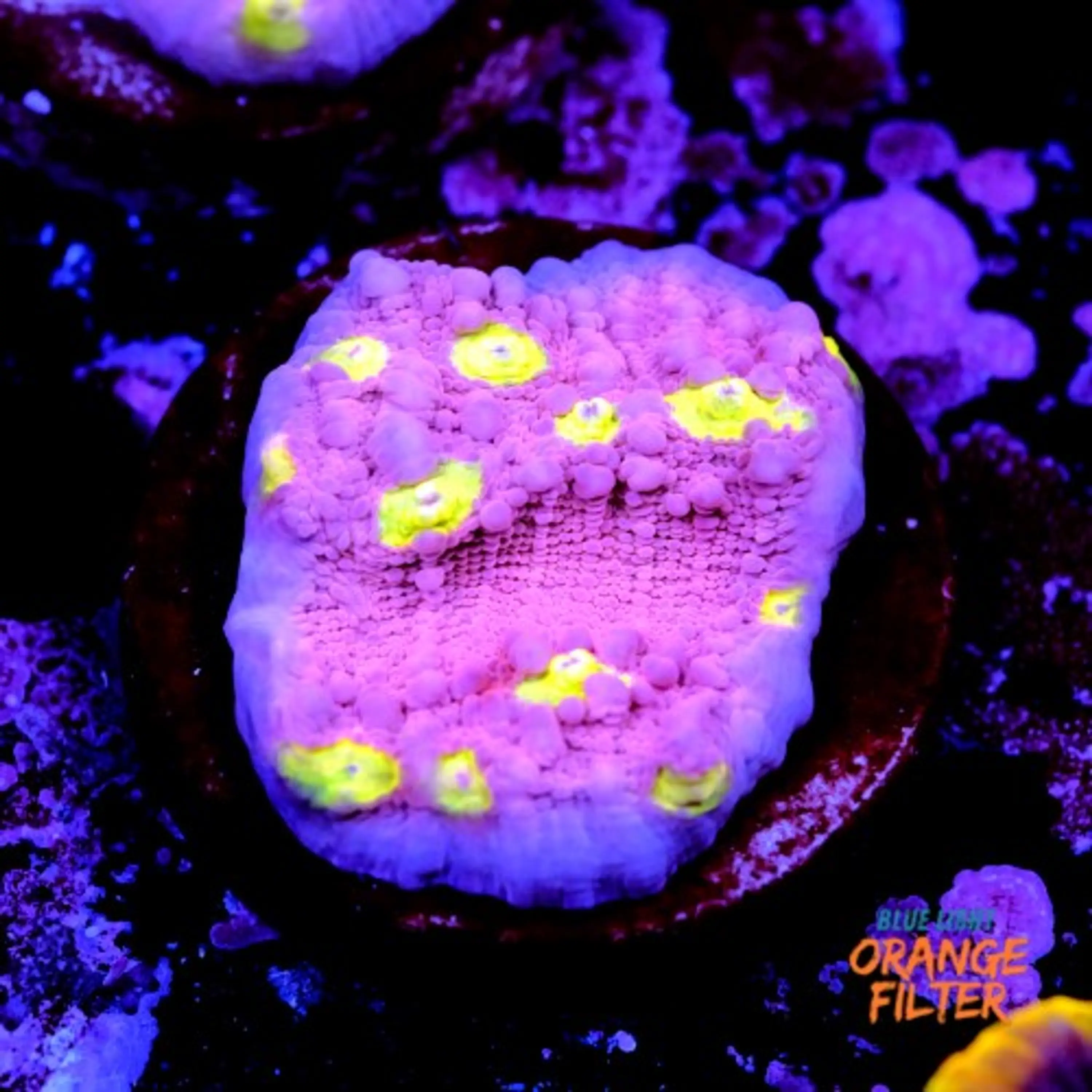 Chalice ora easter egg