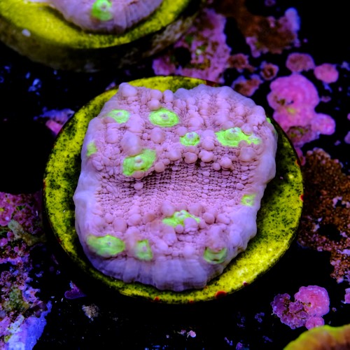 Chalice ora easter egg 2