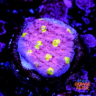 Chalice ora easter egg 1