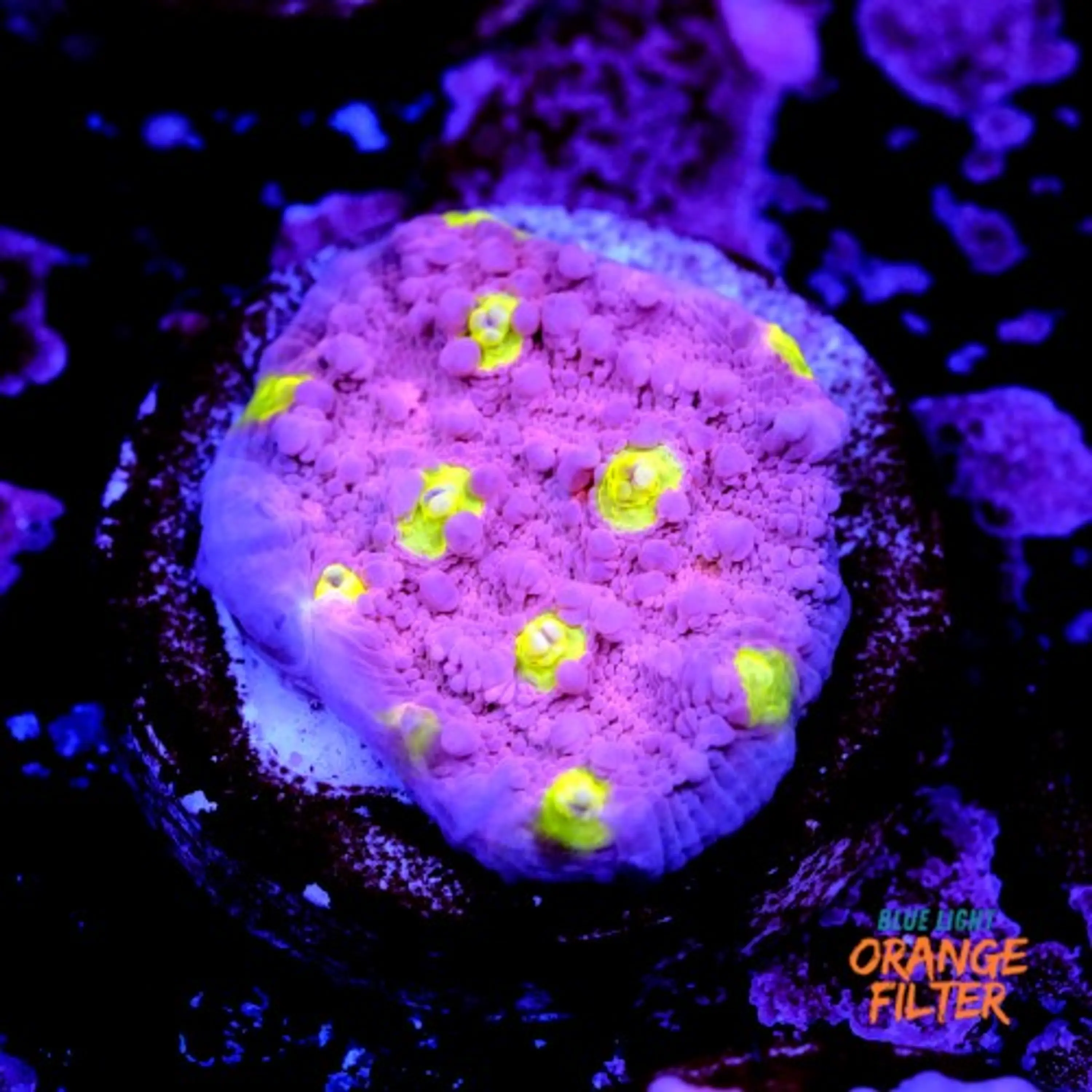 Chalice ora easter egg