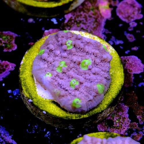 Chalice ora easter egg 2